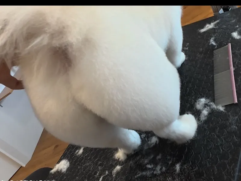 桃尻カット