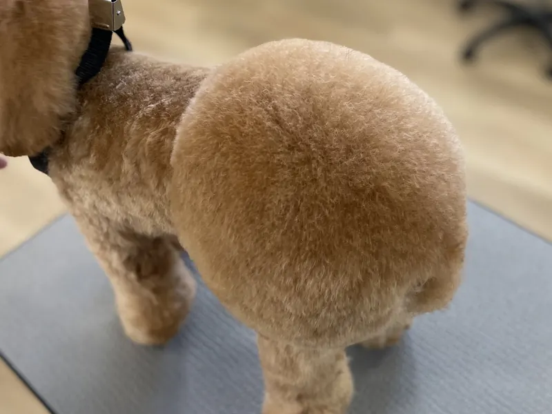 おパンツカット