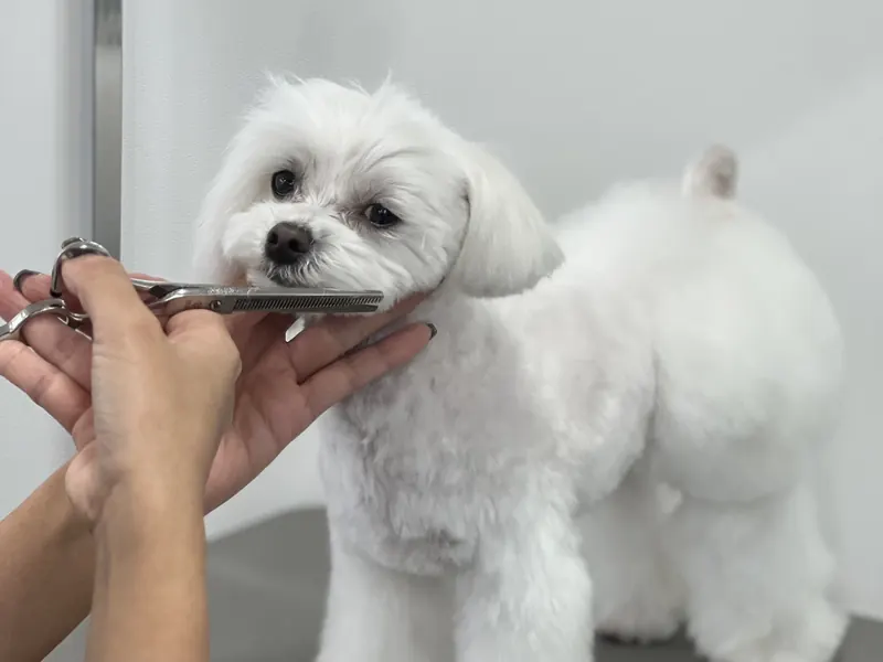 カット中のマルチーズ