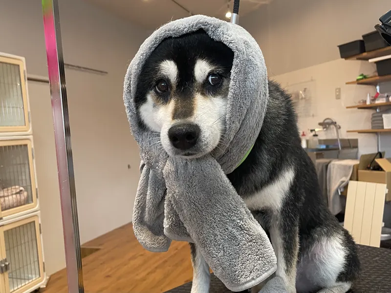 ドライ中の柴犬